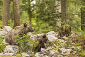 Brown bear (Ursus arctos) female with cub in a forest, Slovenia.