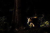 Brown bear (Ursus arctos) female against the light in a forest, Slovenia.
