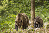 Brown bear (Ursus arctos) female with cub in a forest, Slovenia.