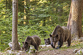 Brown bear (Ursus arctos) female with two cubs in a forest, Slovenia.