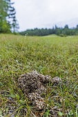 Brown bear droppings, forest edge, Slovenia