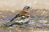 Common Chaffinch (Fringilla coelebs), side view of an adult male standing on the ground, Abruzzo, Italy