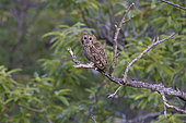 Tawny Owl (Strix aluco), adult perched on a branch, Campania, Italy
