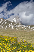 Mountain Landscape, view of the Corno Grande with flowers in the foreground, Abruzzo, Italy