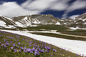 Mountain Landscape, view of mountain tops in Gran Sasso National Park with Crocus flowers in the foreground, Abruzzo, Italy