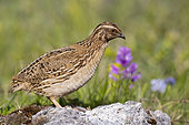 Common Quail (Coturnix coturnix), side view of an adult male standing on a rock, Abruzzo, Italy