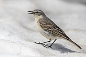 Water Pipit (Anthus spinoletta), side view of an adult standing on the snow, Abruzzo, Italy