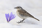 Water Pipit (Anthus spinoletta), side view of an adult standing on the snow close to a Crocus sp., Abruzzo, Italy