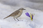 Water Pipit (Anthus spinoletta), side view of an adult standing on the snow close to a Crocus sp., Abruzzo, Italy