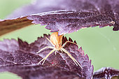 Cross orbweaver (Araneus diadematus) on a Prunus leaf in summer, Pas de Calais, France