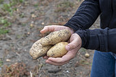 Harvesting 'Spunta' potatoes in summer, Pas de Calais, France