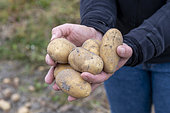 Harvesting 'Charlotte' potatoes in summer, Pas de Calais, France