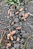 Potatoes 'Corne de Gatte' in a vegetable garden in summer, Pas de Calais, France