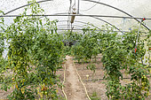Tomato greenhouse in summer, Pas de Calais, France