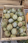 Harvested melons in a crate in summer, Pas de Calais, France