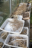 Collecting various seeds in a greenhouse in summer, Pas de Calais, France