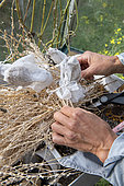 Using a piece of forcing cloth to collect seeds, summer, Pas de Calais, France