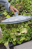 Bleaching of a Scarole in a vegetable garden in summer, Pas de Calais, France