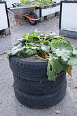 Rhubarb growing in a tyre container in a garden in summer, Pas de Calais, France
