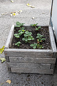 Strawberry plants growing in a wooden tray in summer, Pas de Calais, France