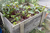 Beet plants growing in a wooden tray in summer, Pas de Calais, France