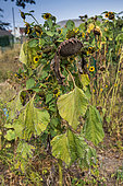 Sunflowers in seed in a garden, summer, Pas de Calais, France
