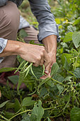 Harvesting green beans in a vegetable garden in summer, Pas de Calais, France