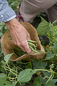 Harvesting green beans in a vegetable garden in summer, Pas de Calais, France