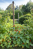 Raspberry tree in a garden climbing a pole in summer, Pas de Calais, France
