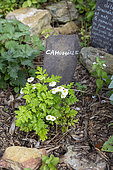 Chamomile in flower in a garden, summer, Pas de Calais, France