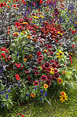 Mixed border in a garden in summer, Nord, France