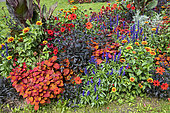 Mixed border in a garden in summer, Nord, France