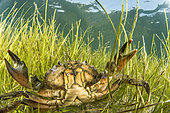 Male Mediterranean green crab (Carcinus aestuarii), in a dwarf eelgrass meadow (Zostera noltei), protected species in the PACA region (decree of 9 May 1994). Etang du Clos de la Comète, Salins d'Aigues-Mortes, Bouches du Rhône, France
