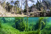 Aquatic vegetation in a water reservoir of the Defence des Forêts Contre l'Incendie (DFCI), in the lodévois-Larzac, Hérault, Occitanie, France