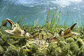Pair of Mediterranean green crabs (Carcinus aestuarii), during the breeding season, the male walks the female between his claws while waiting for her to moult, Etang du Clos de la Comète, Salins d'Aigues-Mortes, Bouches du Rhône, France.