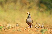 Red legged partridge (Alectoris rufa) and chicks on ground in spring, France
