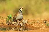 Red legged partridge (Alectoris rufa) and chicks at a waterhole in spring, France