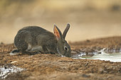 Wild rabbit (Oryctolagus cuniculus) drinking from a waterhole in spring, France