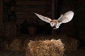 Barn owl (Tyto alba) landing on a straw bale in a barn, France