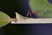 Treehopper (Membracidae Family) being tended by Asian Weaver Ant (Oecophylla smaragdina) on stem, the ants gaining honeydew from the treehopper in return for protection, Saba, Gianyar, Bali, Indonesia