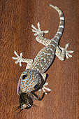 Tokay Gecko (Gekko gecko) with Mole Cricket (Gryllotalpa sp) prey, Pering, Gianyar, Bali, Indonesia
