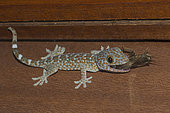 Tokay Gecko (Gekko gecko) with Mole Cricket (Gryllotalpa sp) prey, Pering, Gianyar, Bali, Indonesia