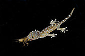 Tokay Gecko (Gekko gecko) with Mole Cricket (Gryllotalpa sp) prey, Pering, Gianyar, Bali, Indonesia