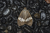 Arctiid Moth (Nyctemera baulus) on stones, Pering, Gianyar, Bali, Indonesia