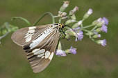 Arctiid Moth (Nyctemera baulus) on Goatweed flower (Ageratum conyzoides), Pering, Gianyar, Bali, Indonesia