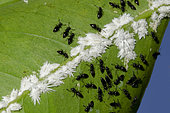 Black Ants (Dolichoderus thoracicus) tending white Mealybugs (Pseudococcidae Family) on leaf, symbiotic relationship between ant and mealybugs where ant provides protection from enemies and cleans colony and in return ants receive honey dew, Pering, Gianyar, Bali, Indonesia