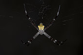 Argiope Spider (Argiope sp, Araneidae Family) on web, Pering, Gianyar, Bali, Indonesia