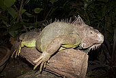 Green Iguana (Iguana iguana) on branch, in captivity, non-native species, Butterfly Park and Insect Kingdom. Sentosa Island, Singapore
