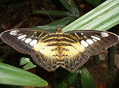 Brown Clipper Butterfly (Parthenos sylvia), in captivity, Butterfly Park and Insect Kingdom. Sentosa Island, Singapore