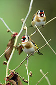 Goldfinch (Carduelis carduelis) on a branch, France